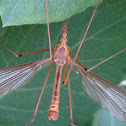 Crane fly