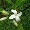 Borojo Flower