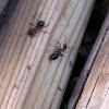 Red wood ant