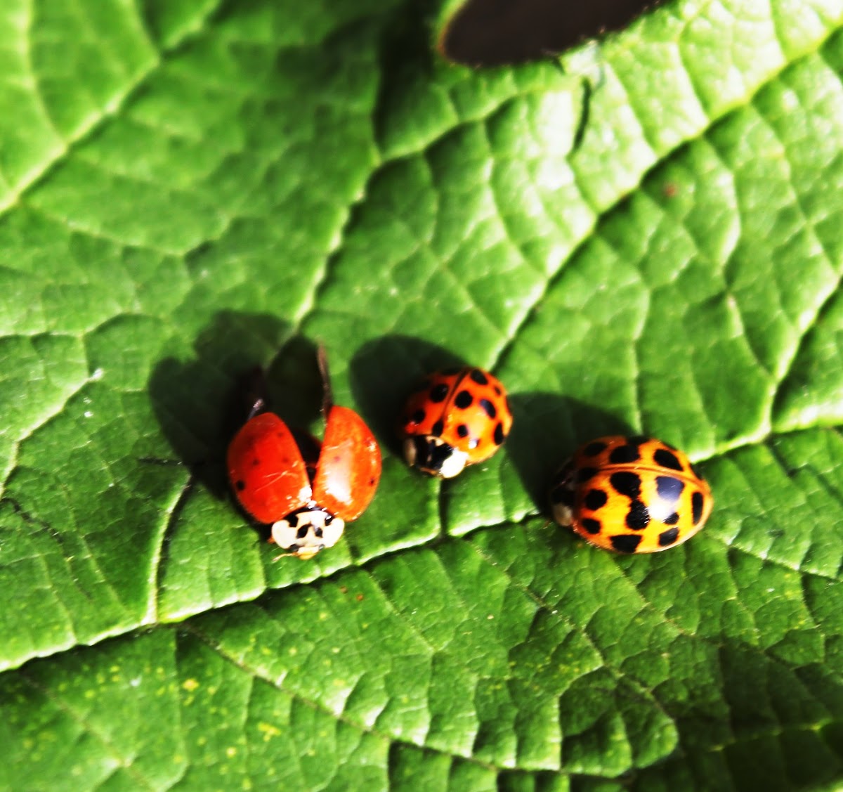 Multicolored Asian Ladybird Beetles