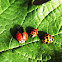 Multicolored Asian Ladybird Beetles