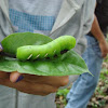Eumorpha Hawkmoth Caterpillar
