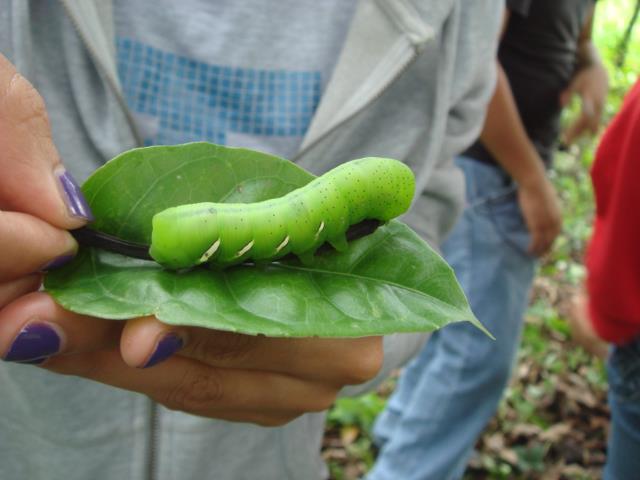 Eumorpha Hawkmoth Caterpillar