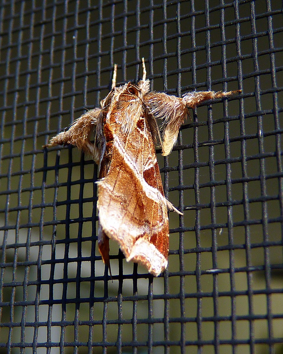 Florida Fern Moth