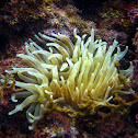 Giant anemone