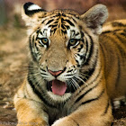 Tiger - Tigre
