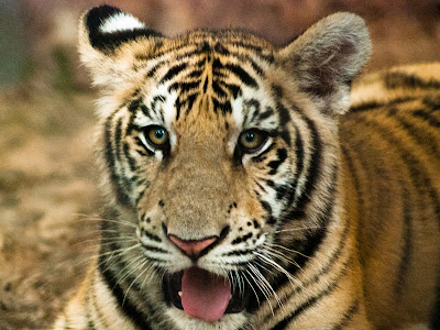 Achevée! image de tigre 146216-Image de tigre