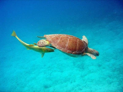 A green turtle is followed by a remora, or suckerfish, in the US Virgin Islands. Look out below! 