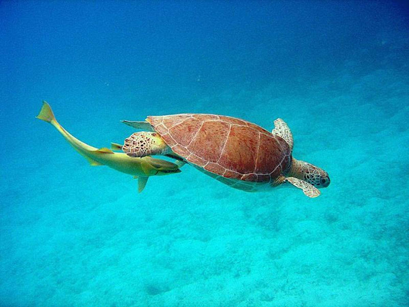 A green turtle is followed by a remora, or suckerfish, in the US Virgin Islands. Look out below! 