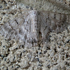 Red-lined Geometer