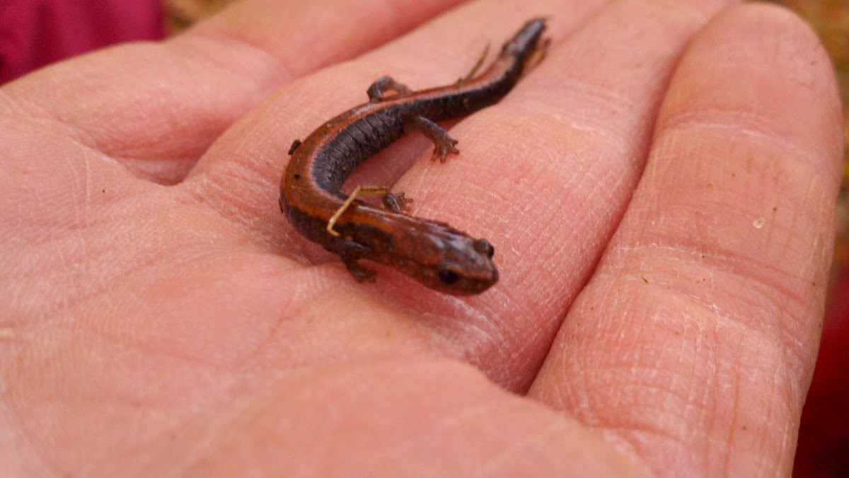 Northern Red Back Salamander