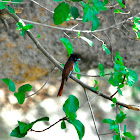 Flycatcher - African Paradise-flycatcher