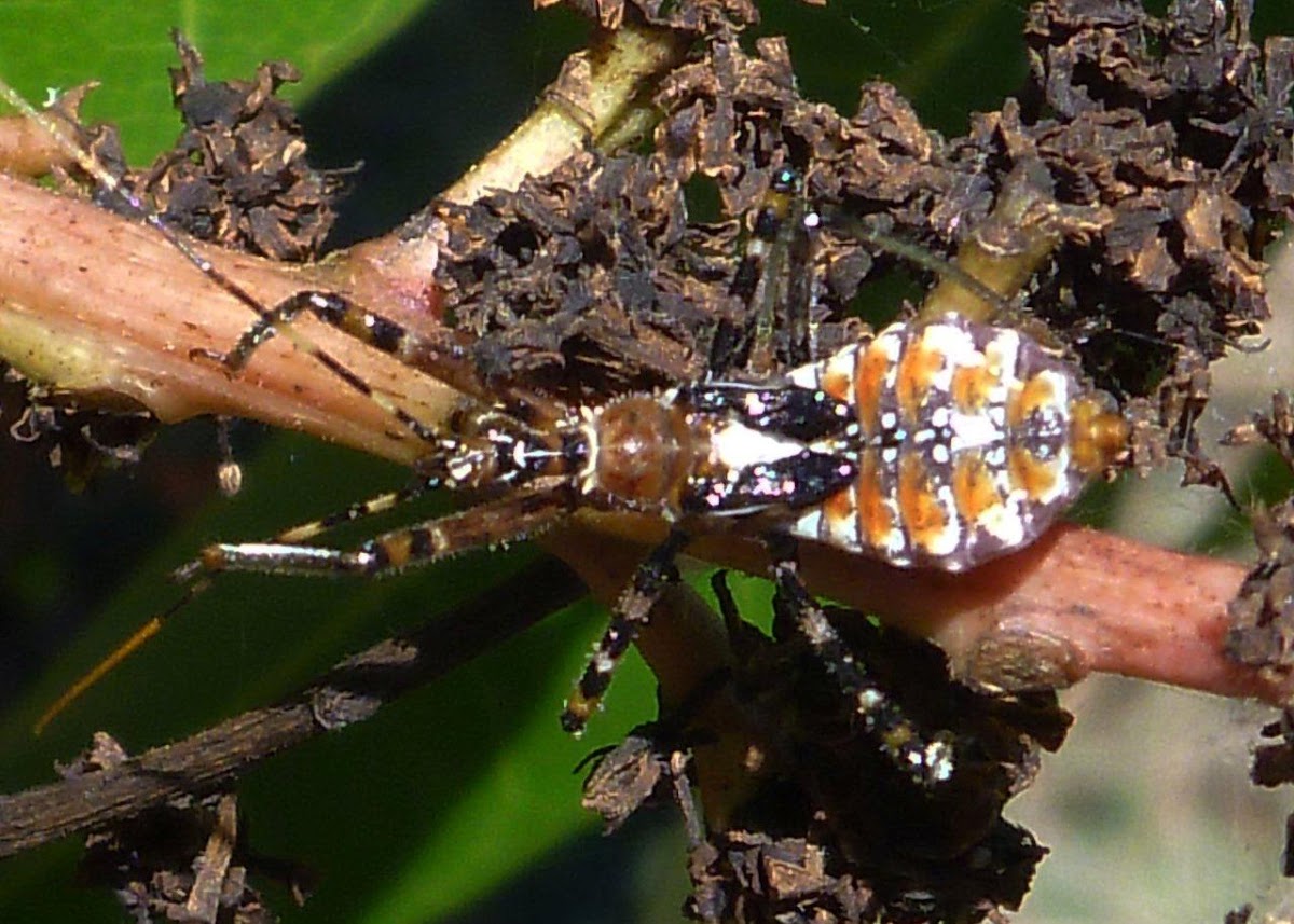Common Assassin Bug