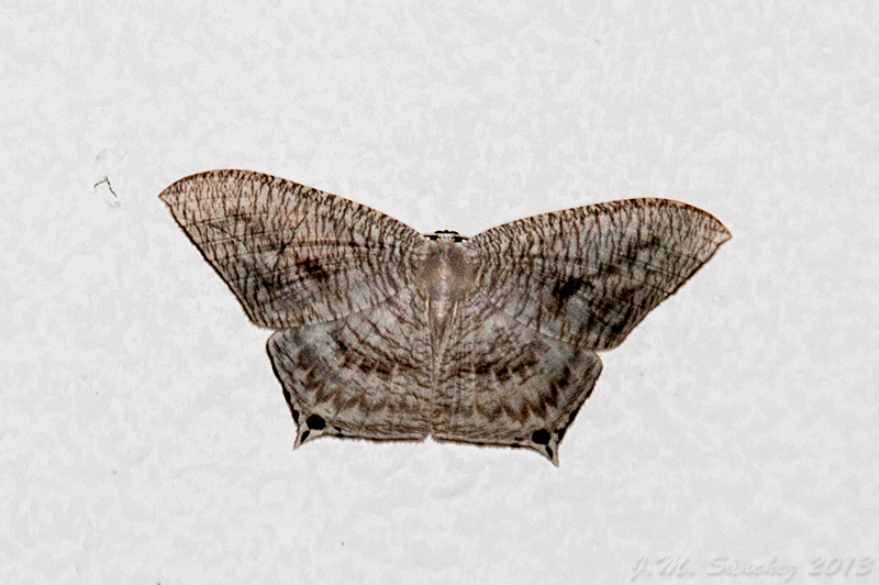 Uraniidae Moth