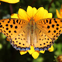 Indian Fritallary (Male)