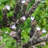 Blue Vervain