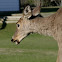 White-tailed Deer