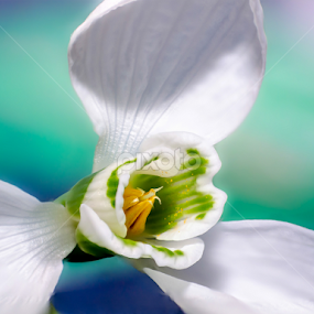 Snowdrop by Romeo Pogacean - Flowers Single Flower