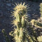 Buckhorn Cholla