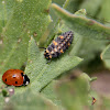 Seven-spot Ladybug Larva