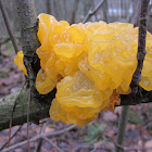 big - golden jelly fungus