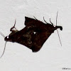 Moths, mating
