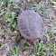 Common Snapping Turtle (juvenile)