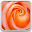 Macro Rose Live Wallpaper Download on Windows