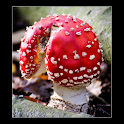 Mushrooms logo
