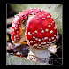 Mushrooms