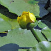 Spatterdock or Cow Lily