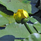 Spatterdock or Cow Lily