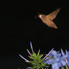 Mournful Sphinx Moth