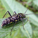 Longhorned wood-boring beetle