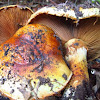 Ponderous Cortinarius