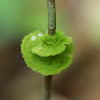 Coenogonium leprieurii