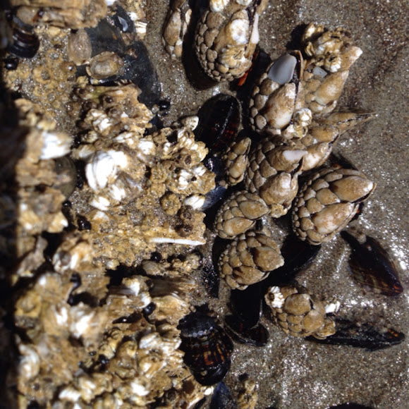 Goose barnacle Project Noah