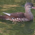 Mandarin Duck (female)