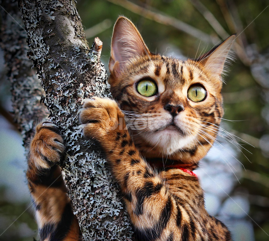by Jane Bjerkli - Animals - Cats Portraits
