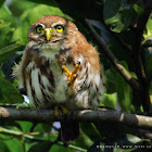 Ferruginous Pygmy Owl