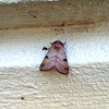 Bent-Line Dart Moth