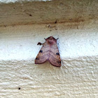 Bent-Line Dart Moth
