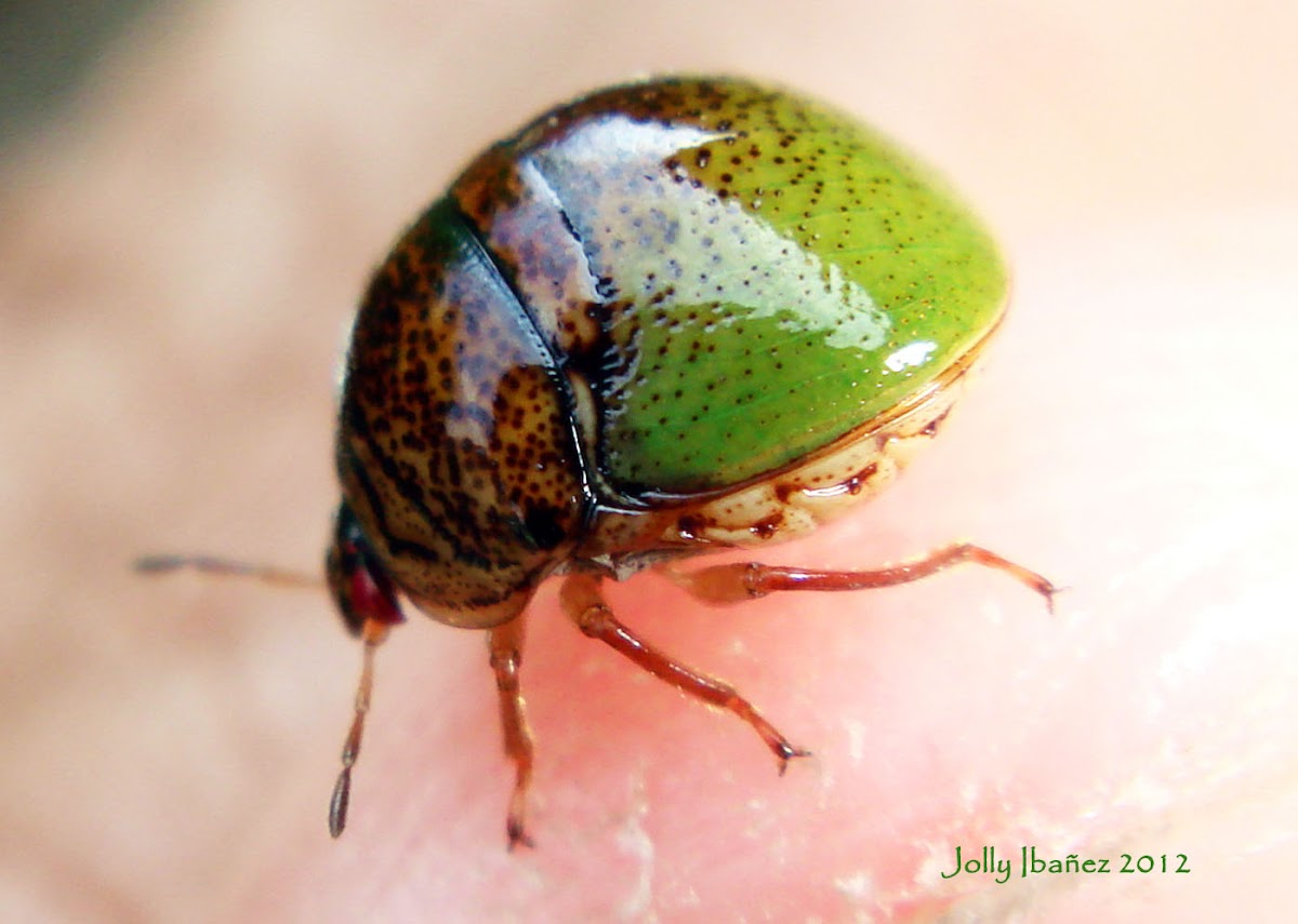 Plataspid Stink Bug