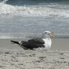 Great black back gull