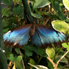 Common Morpho