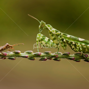 david vs goliath  by Robert  Fly - Animals Insects & Spiders