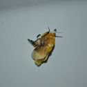 Fannel Moth
