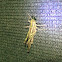 Moroccan locust