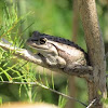 Motorbike Frog