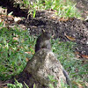 yucatan squirrel